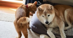 犬に遊んでもらえない猫