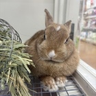 『小動物の紹介です🐹』の画像