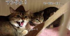 キジ女子会