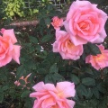 秋の薔薇ともの想い