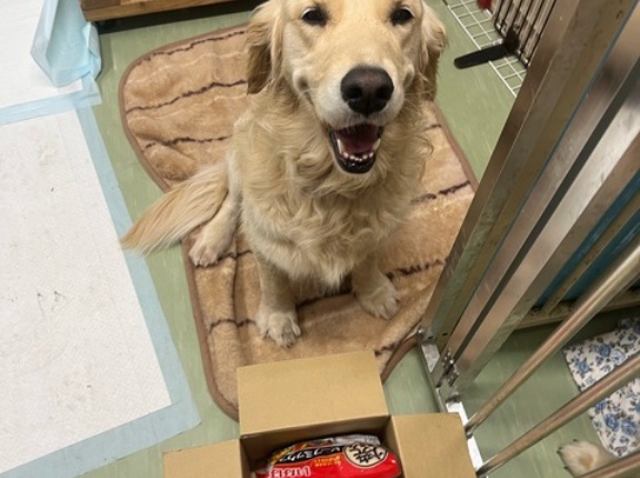 シェルター通信です、🌸🌸🌸