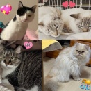 2026年1月11日譲渡会のお知らせ