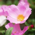 腸内フローラ百花繚乱
