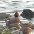 2026年10月15日の野鳥公園
