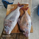 明石釣り船たかみまるの釣果blog