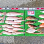 竹村貸舟店【高知県 浦ノ内湾～宇佐～須崎市横浪半島沖の船釣り】釣果情報 & ブログ