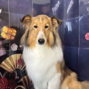 トリミングのお客様(17・18日)part2