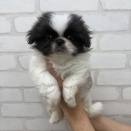 ☆新入荷ワンちゃんご紹介☆