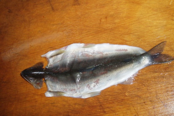 鮎・渓流いろいろ釣行記 Ⅱ - 剥製