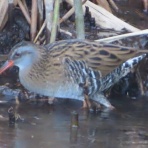 渓流釣りと食べ歩き桐生岩魚のブログ