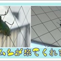 タマムシが来てくれました