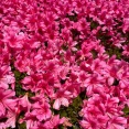 5月15日(金) (^O^)／
