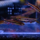 『1月23日(金)熱帯魚入荷情報🐟』の画像
