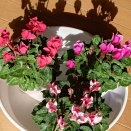 ガーデンシクラメン