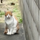 続！ビス君捕獲大作戦‼️(家猫への苦難の道)