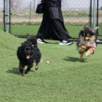 黒ぽめ！あんことおはぎとだんごちゃん