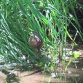 逆光‼️つがいのヒクイナを撮る🐦🐦（多々良沼公園）