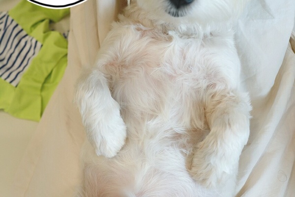 たかシェフのおうちごはん と 白い犬 と チワワ 21 Powered By ライブドアブログ