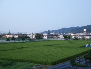 四中隣の田んぼの風景