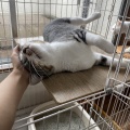 馴れ猫だけど・・・問題児だいずくんのご紹介