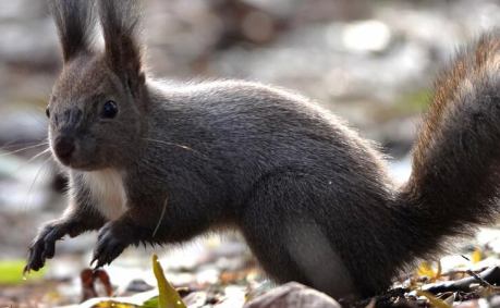 もふもふでとてもよいエゾリス