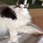 毛玉きょうだい