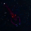 5月12日 ハタタテギンポ