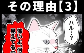 身近で起こった怖〜い話【猫が怯えるその理由・３】