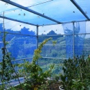 蝶々園と少年との出会い（黒島①）