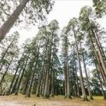 杉花粉で苦しんでる人居るの知ってるのに杉育ててる人って 	