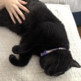 【猫写真】娘が帰ってきて嬉しい猫たち