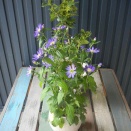 ミヤコワスレ（江戸紫）。