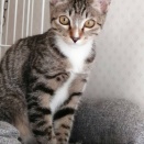✨最新✨新しい家族を募集している猫たち（9月下旬）