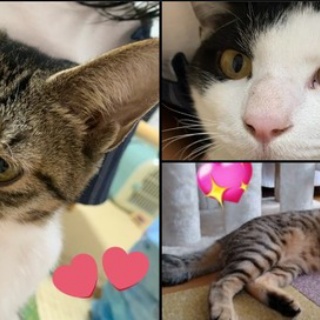 ニャンニャンみずほ　地域猫の会