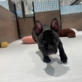 わんちゃんのご紹介🐶