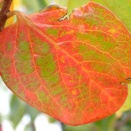 柿が紅葉して来た！「ドカナリ千成」の収穫！「キャベツ」植え替えました！