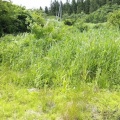 野湯ですみっコぐらし