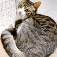 たまには借りたい猫。