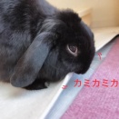 おやつ泥棒