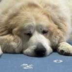 サマジニのいる生活Samajini Diary