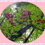 tenistamiのブログ