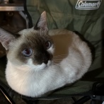野良猫として庭に住み着いてたシャム猫さん　凄まじい奇跡が起きる