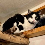 海の近くに猫と住んでる