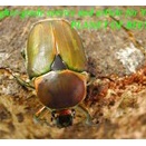 〇生体ご購入でポイント5倍＼(^o^)／