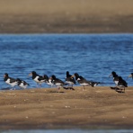 カメラ大好きおやじの野鳥と自然風景フォトアルバム