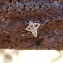 かわいいだけじゃだめですか？