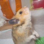 ～うちゅうでいちばんかわいいねずみ～