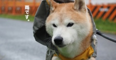久しぶりのカッパ de 散歩