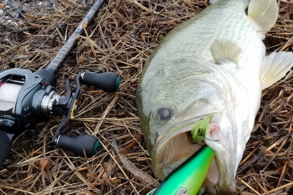 Mのバス釣り日記 18年10月