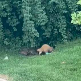 猫の動画 ねこわん！